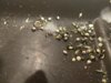IMG_20170504_074752.jpg