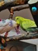 IMG-20170320-WA0066.jpg
