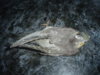 DSC03159.JPG