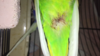 IMG_3965.PNG