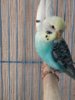 IMG_20170526_155301.jpg