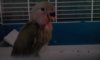 IMG-20170407-WA0000.jpeg