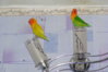 DSCF7667.JPG