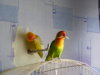 DSCF7367.JPG