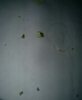 помет.PNG