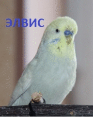 Olya_