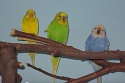 Anna_?_ parrots