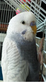 Croche parrots