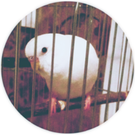 Coconut