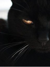 Венерочка