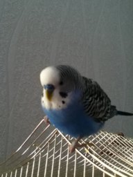 ARTIOM