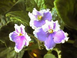 FialkaOlga