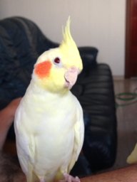 Viola_Z
