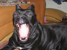 bagira