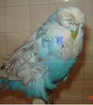 Irisk