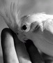 Pola