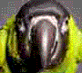 VIS_Lacrimarum