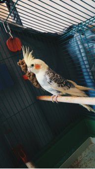 Marya