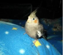 Нарутик