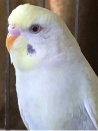 Tanyka