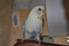 Nice Bird