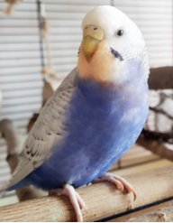 Kiti