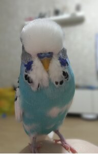 AksTati
