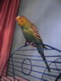 GERALDA