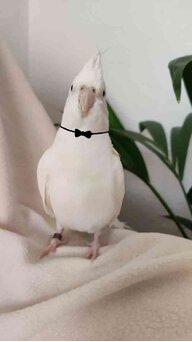 Cockatiel