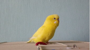 vereskova.o