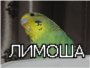 Мартин