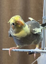 DawyJIbka
