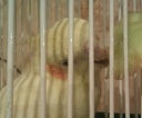 Edson