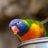 *bird*