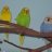 Anna_?_ parrots