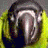 VIS_Lacrimarum