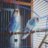 Alice_