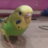 Silina