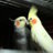 Lusha_Gosha