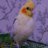 Imabirb