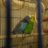 Tisha_Knopka
