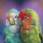 Parrot1