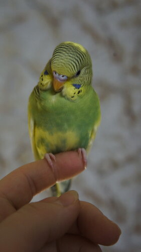 [​IMG]