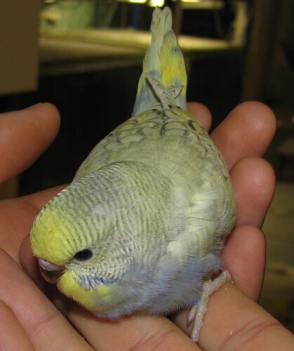 [​IMG]