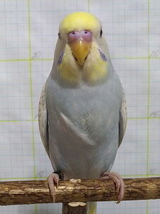 [​IMG]