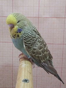 Участник №75 фото